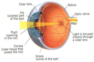 Development of Cataract